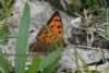 Small Copper at Vange Marsh (RSPB) (Richard Howard) (64949 bytes)