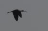 Glossy Ibis at Bowers Marsh (RSPB) (Tim Bourne) (16744 bytes) Glossy Ibis at Bowers Marsh (RSPB) (Tim Bourne) (16744 bytes)