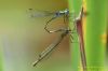 Emerald Damselfly at Vange Marsh (RSPB) (Richard Howard) (41038 bytes)