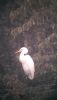 Great White Egret at Wat Tyler Country Park (Neil Chambers) (34721 bytes) Great White Egret at Wat Tyler Country Park (Neil Chambers) (34721 bytes)