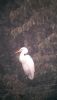 Great White Egret at Wat Tyler Country Park (Neil Chambers) (34721 bytes)