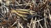 Jack Snipe at Vange Marsh (RSPB) (Tim Bourne) (88031 bytes)