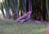 Green Woodpecker at Private site with no public access (Vince Kinsler) (63143 bytes) Green Woodpecker at Private site with no public access (Vince Kinsler) (63143 bytes)