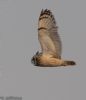 Short-eared Owl at Wallasea Island (RSPB) (Jeff Delve) (26168 bytes)
