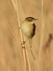 Sedge Warbler at Vange Marsh (RSPB) (Graham Oakes) (38165 bytes) Sedge Warbler at Vange Marsh (RSPB) (Graham Oakes) (38165 bytes)