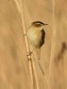 Sedge Warbler at Vange Marsh (RSPB) (Graham Oakes) (38165 bytes)