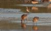 Pectoral Sandpiper at Lower Raypits (Jeff Delve) (58122 bytes)