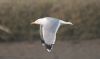 Yellow-legged Gull at Hullbridge (Jeff Delve) (21554 bytes) Yellow-legged Gull at Hullbridge (Jeff Delve) (21554 bytes)