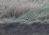 Short-eared Owl at Wallasea Island (RSPB) (Jeff Delve) (93901 bytes) Short-eared Owl at Wallasea Island (RSPB) (Jeff Delve) (93901 bytes)