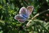 Common Blue at Canvey Wick (Mike Bailey) (58884 bytes)