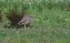 Stone Curlew at Bowers Marsh (RSPB) (Steve Arlow) (91649 bytes) Stone Curlew at Bowers Marsh (RSPB) (Steve Arlow) (91649 bytes)