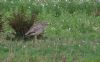 Stone Curlew at Bowers Marsh (RSPB) (Steve Arlow) (91649 bytes)