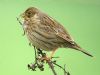 Corn Bunting at Wallasea Island (RSPB) (Matt Bruty) (59027 bytes)