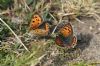 Small Copper at Gunners Park (Richard Howard) (103854 bytes)