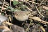 Chiffchaff at Vange Marsh (RSPB) (Mike Bailey) (93989 bytes)