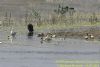  White-cheeked Pintail at Bowers Marsh (RSPB) (Richard Howard) (88205 bytes)