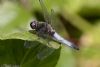 Scarce Chaser at Doggetts Pits (Jeff Delve) (41155 bytes)