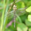 Migrant Hawker at Bowers Marsh (RSPB) (Graham Oakes) (71319 bytes)