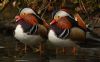 Mandarin Duck at Friars Park (Steve Arlow) (92508 bytes) Mandarin Duck at Friars Park (Steve Arlow) (92508 bytes)