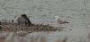 Caspian Gull at Wat Tyler Country Park (Steve Arlow) (54909 bytes) Caspian Gull at Wat Tyler Country Park (Steve Arlow) (54909 bytes)