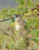 Grasshopper Warbler at Bowers Marsh (RSPB) (Graham Oakes) (83683 bytes) Grasshopper Warbler at Bowers Marsh (RSPB) (Graham Oakes) (83683 bytes)