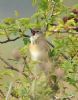 Grasshopper Warbler at Bowers Marsh (RSPB) (Graham Oakes) (83683 bytes)