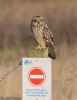 Short-eared Owl at Wallasea Island (RSPB) (Jeff Delve) (47589 bytes)