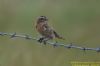 Whinchat at Bowers Marsh (RSPB) (Richard Howard) (36674 bytes)