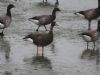 White-fronted Goose at Gunners Park (Bob Young) (78400 bytes)