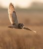 Short-eared Owl at Wallasea Island (RSPB) (Jeff Delve) (34973 bytes) Short-eared Owl at Wallasea Island (RSPB) (Jeff Delve) (34973 bytes)