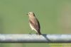 Wheatear at Bowers Marsh (RSPB) (Richard Howard) (29948 bytes)