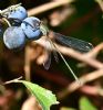 Willow Emerald Damselfly at Bowers Marsh (RSPB) (Graham Oakes) (84874 bytes)