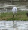 Little Egret at Vange Marsh (RSPB) (Jeff Delve) (64654 bytes)