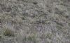 Shore Lark at Wallasea Island (RSPB) (Jeff Delve) (87038 bytes)