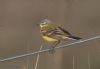 Yellow Wagtail at Wallasea Island (RSPB) (Jeff Delve) (33493 bytes) Yellow Wagtail at Wallasea Island (RSPB) (Jeff Delve) (33493 bytes)