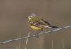 Yellow Wagtail at Wallasea Island (RSPB) (Jeff Delve) (33493 bytes)