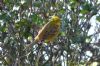 Yellowhammer at Rochford (Richard Howard) (151710 bytes)