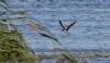 Lesser Yellowlegs at Vange Marsh (RSPB) (Jeff Delve) (64877 bytes)