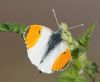 Orange-tip at West Canvey Marsh (RSPB) (Vince Kinsler) (52241 bytes)