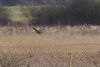 Bittern at Wat Tyler Country Park (Martin Cracknell) (52360 bytes) Bittern at Wat Tyler Country Park (Martin Cracknell) (52360 bytes)