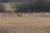 Bittern at Wat Tyler Country Park (Martin Cracknell) (52360 bytes)