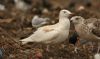 Great Black-backed Gull at Private site with no public access (Steve Arlow) (53972 bytes)