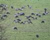 Black Brant at South Fambridge (Paul Baker) (124624 bytes)