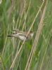 Marsh Warbler at Benfleet Downs (Jeff Delve) (67320 bytes)