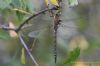 Migrant Hawker at Bowers Marsh (RSPB) (Richard Howard) (46858 bytes)