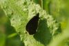 Ringlet at Benfleet Downs (Richard Howard) (56534 bytes)