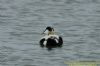 Eider at Gunners Park (Richard Howard) (84305 bytes)