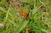 Large Skipper at Canvey Wick (Richard Howard) (73509 bytes)