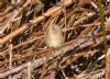 Redstart at Gunners Park (Richard Howard) (197564 bytes)