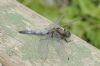 Black-tailed Skimmer at Bowers Marsh (RSPB) (Richard Howard) (66920 bytes)